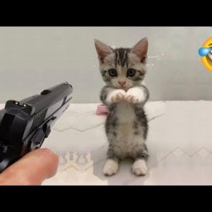 Funniest Cats - Best Funny Cat Videos Of 2022 - Funny Cats HD #68