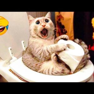 Funniest Cats - Best Funny Cat Videos Of 2022 - Funny Cats HD #77