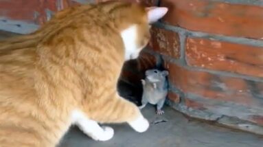 Funniest Cats - Best Funny Cat Videos Of 2022 - Funny Cats HD #86