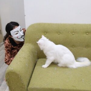 Funny cats play with anonymous