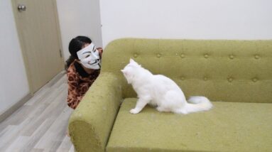Funny cats play with anonymous