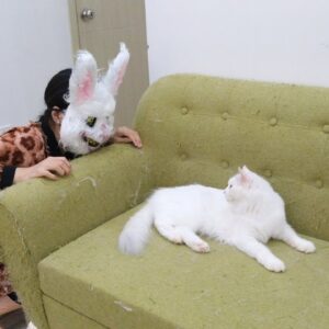 Funny cats play with rabbit