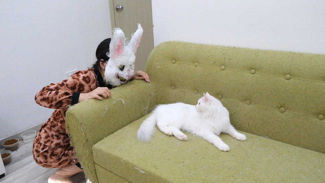 Funny cats play with rabbit