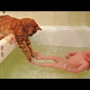 OMG So Cute тЩе Funny Cats and Dogs Part 117