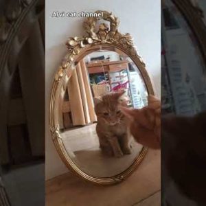 Who is this cat at the back of the mirror? Cody finds out!ЁЯШ╕ #shorts