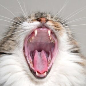 Yawning cats will make you laugh... inevitably!!