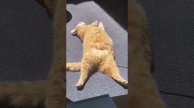 Look at my Ginger Cat 🐈 #gingercat #sofunny #funnycatvideo #cats #adorable #shorts
