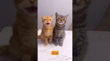 Two adorable kittens wishing you a happy Sunday #kittens #funnycatvideo #cutecats #meow #shorts