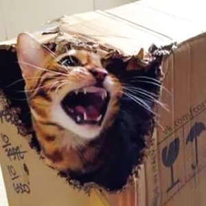 馃樄 You Definitely Laugh, I Believe In It 馃槆 - Funniest Cats Expression Video 馃槆- Funny Cats Life