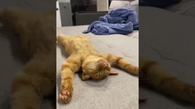 Omg 😹 look at my cat 😹😹 #cutecats #gingercat #sofunny #funnycatvideo #shorts