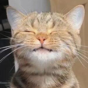 1 HOUR FUNNY CATS COMPILATION 2022 ðŸ˜‚| The Best Funny Cat Videos!ðŸ˜¸ ðŸ˜¸ #1