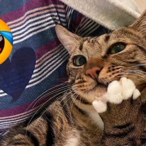 1 HOUR FUNNY CATS COMPILATION 2022 ðŸ˜‚| The Best Funny Cat Videos!ðŸ˜¸ ðŸ˜¸ #3