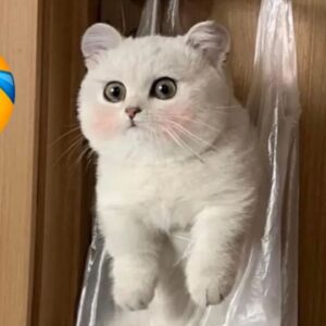 1 HOUR FUNNY CATS COMPILATION 2022 ðŸ˜‚| The Best Funny Cat Videos!ðŸ˜¸ ðŸ˜¸ #5