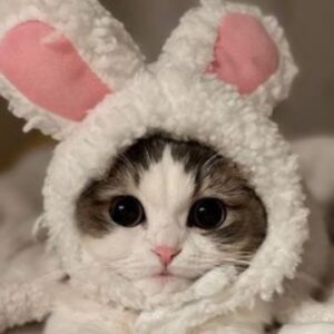 FUNNY CATS COMPILATION 2022 ðŸ˜‚| The Best Funny Cat Videos!ðŸ˜¸ ðŸ˜¸ #7