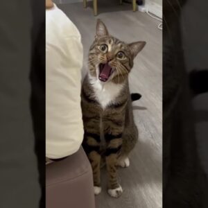 Cat Singer 😹😻 So Funny #funnycatvideo #cats #cutecats #adorable #shorts