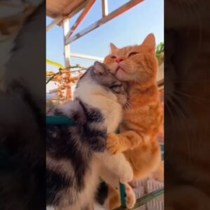 Two adorable cats in love 🥰😻 #cutecats #cats #funnycatvideo #kittens #shorts #gingercat