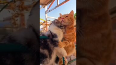 Two adorable cats in love 🥰😻 #cutecats #cats #funnycatvideo #kittens #shorts #gingercat