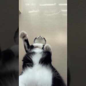Dancing Cat ЁЯРИ #cutecats #cats #blackcat #funnycatvideo #bellydance #shorts