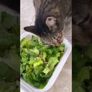 My cat loves caesar salad 😆😹 #cutecats #funnycatvideo #diettips #cats #shorts