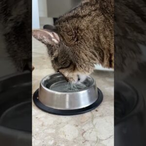 So cute 🥰 Сat Drinking water #cats #cutecats #funnycatvideo #shorts