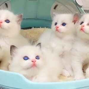 1 HOUR FUNNY CATS COMPILATION 2022 ðŸ˜‚| The Best Funny Cat Videos!ðŸ˜¸ ðŸ˜¸