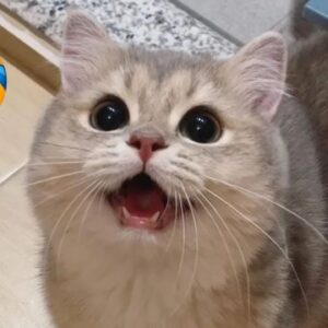 1 HOUR FUNNY CATS COMPILATION 2022 ðŸ˜‚| The Best Funny Cat Videos!ðŸ˜¸ ðŸ˜¸