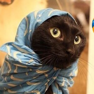 FUNNY CATS COMPILATION 2022 ðŸ˜‚| The Best Funny Cat Videos!ðŸ˜¸ ðŸ˜¸ #11
