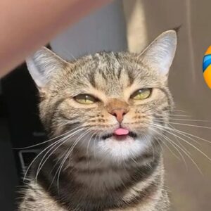 FUNNY CATS COMPILATION 2022 ðŸ˜‚| The Best Funny Cat Videos!ðŸ˜¸ ðŸ˜¸ #14
