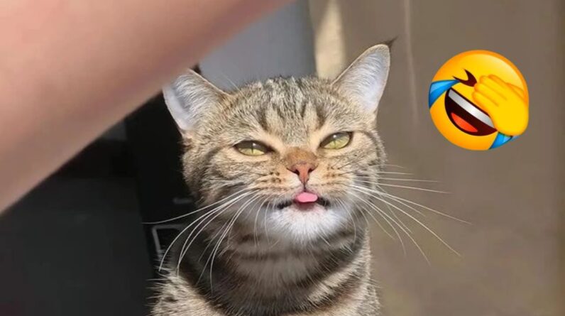 FUNNY CATS COMPILATION 2022 ðŸ˜‚| The Best Funny Cat Videos!ðŸ˜¸ ðŸ˜¸ #14