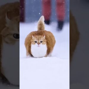 Christmas is here 🎄🥰 #christmas #snow #cats #cutecats #funnycatvideo #adorablecats #gingercat