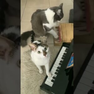 Piano Cats 🐈 🎹 #cutecats #funnycatvideo #piano #cats #shorts
