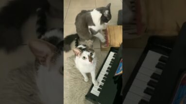 Piano Cats 🐈 🎹 #cutecats #funnycatvideo #piano #cats #shorts