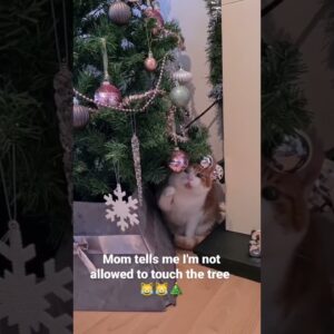 Cat and Christmas tree��� #christmastree #funnycatvideo #cutecats #shorts