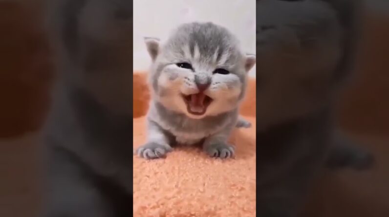 funniest cute cat video #shorts #youtubeshorts #cats #kitten
