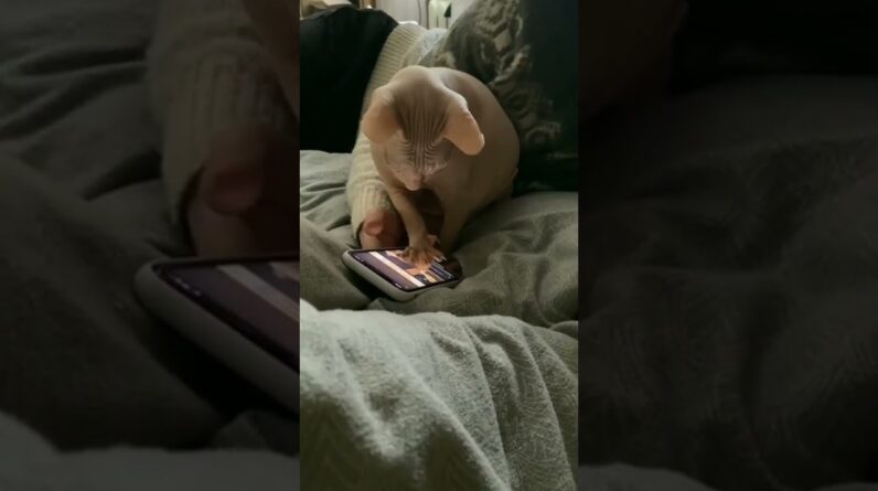 Look at my cat ! Cat checking new videos on Youtube ðŸ˜†ðŸ˜¹ #funnycatvideo #cats #cutecats #sphynx