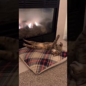 My life is good 😻 #cutecats #cats #funnycatvideo #christmas #adorable #shorts