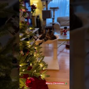 Cat and Christmas tree ðŸŽ„ so adorable â˜ºï¸� #cutecats #christmastree #cate #cutevideos #shorts