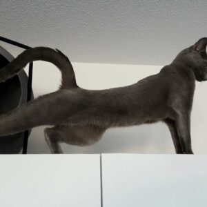 Ultimate compilation of stretching cats