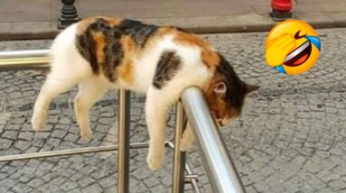 FUNNY  CAT VIDEOS 2023😸 - 😂Funniest Cats 2023 #12