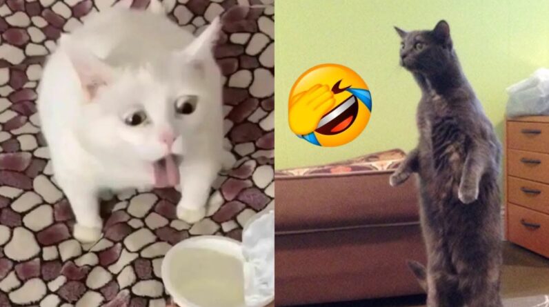 FUNNY CAT VIDEOS 2023馃樃 - 馃槀Funniest Cats 2023 #13