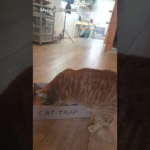 Ingenious cat trap #shorts