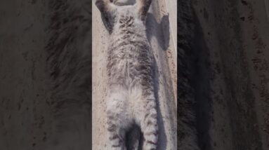 So funny 😆😹 #cat #cutecat #funnycatvideo #shorts