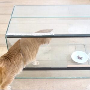 Glass box experiment proves cats are liquid - Never shown before on the internet