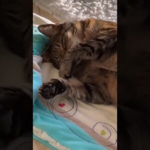 Excellent vibe ðŸ˜¹ #cutecats #cats #funnycatvideo #shorts