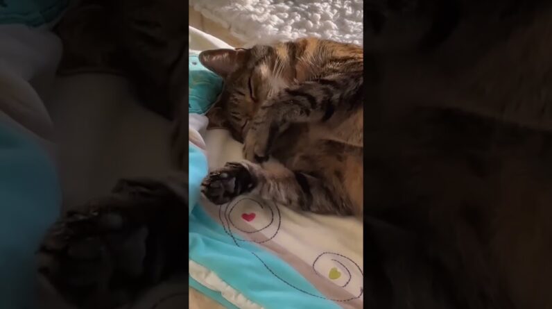 Excellent vibe ЁЯШ╣ #cutecats #cats #funnycatvideo #shorts