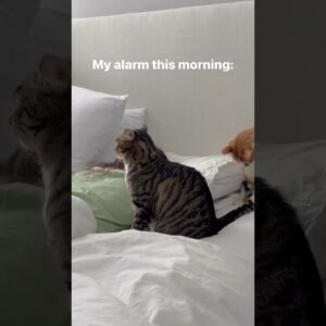 My alarm this morning ðŸ˜¹ðŸ˜¹ðŸ˜¹ #cats #cutecats #funnycatvideo #adorablecats #gingercat #shorts