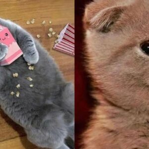 FUNNY CAT VIDEOS 2023ðŸ˜¸ - ðŸ˜‚Funniest Cats 2023 #25