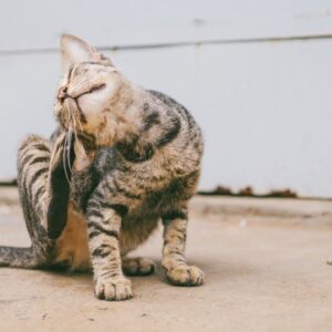 Ultimate compilation of cats scratching themselves