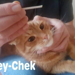 Check your cat's kidneys at home - Easy and affordable way, for dogs too!
