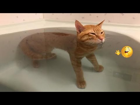 ðŸ˜‚YOU LAUGH YOU LOSE! ðŸ˜¹Funny Moments Of Cats Videos Compilation - Funny Cats Life